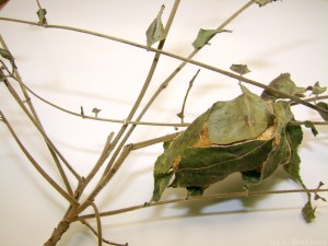 actias_luna_moth_cocoon